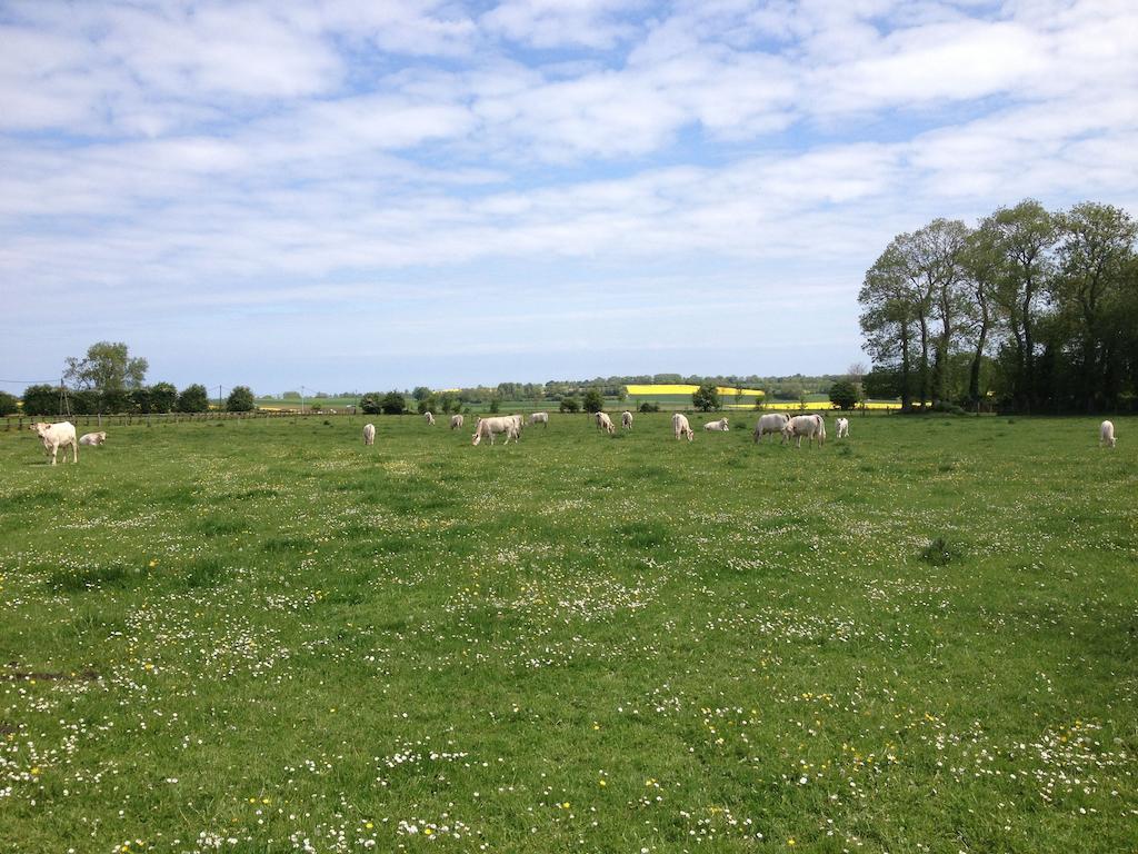 Les Rainettes * Vienne-en-Bessin